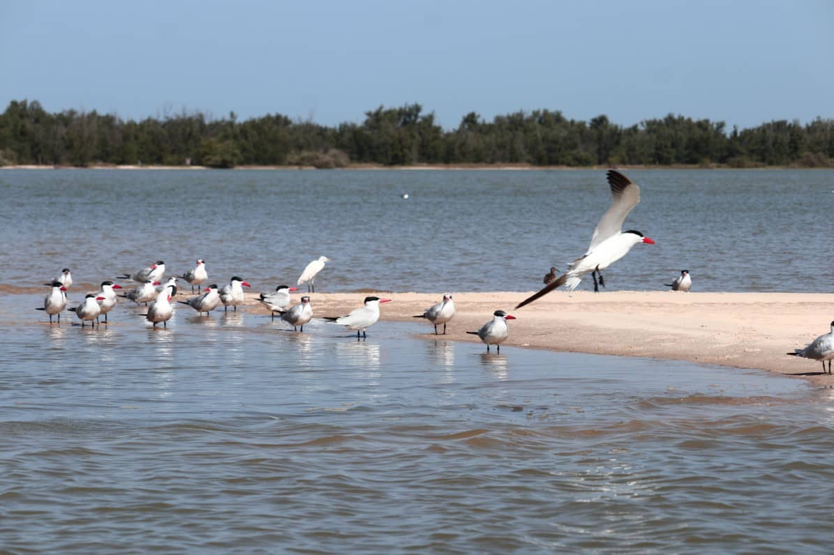 Aves en la Langue de Barbarie