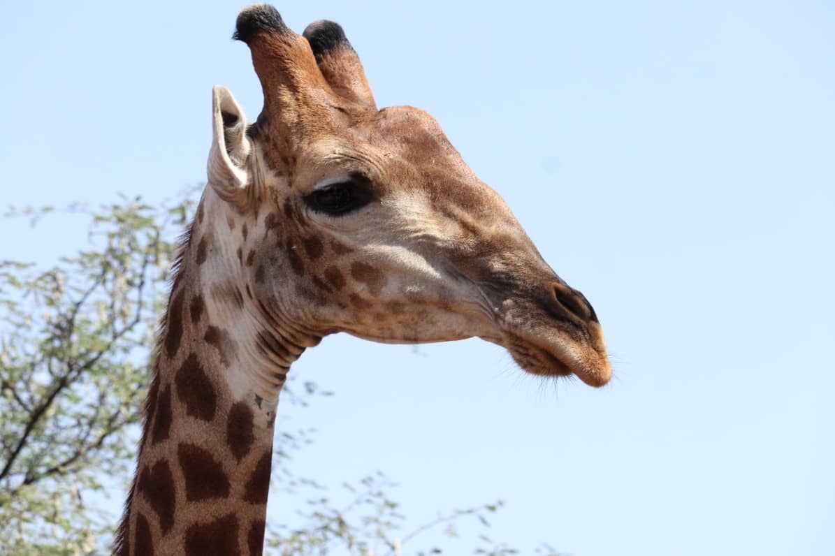 girafa reserva de bandia